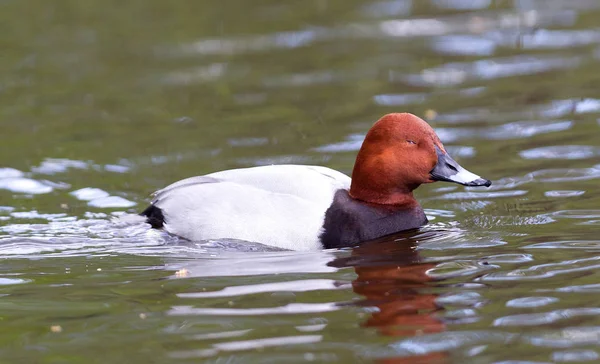 Rode Crested Pochard Netta Rufina Het Water — Stockfoto