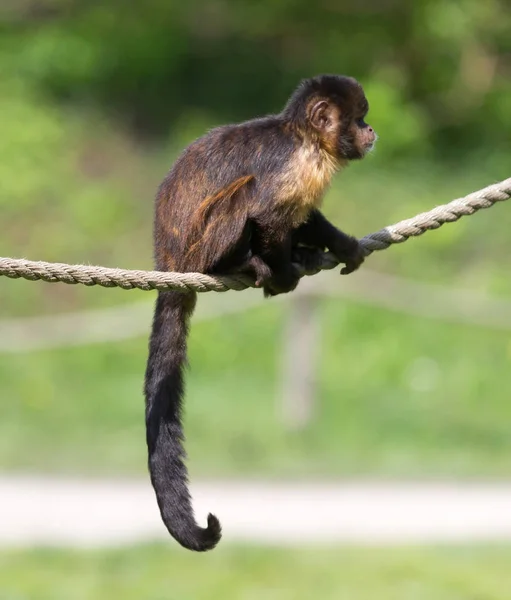 Close Golden Bellied Capuchin Cebus Xanthosternos — Stock Photo, Image