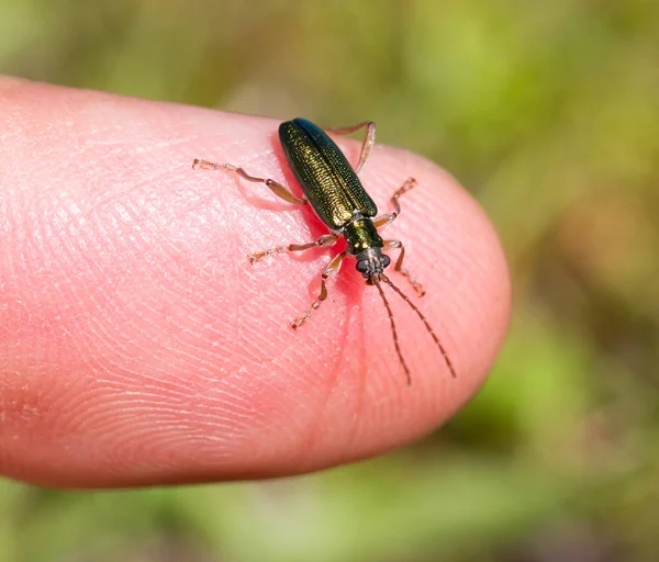 Small Bug Sitting Finger Selective Focus — Stock Photo, Image