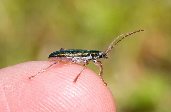 Small Bug Sitting Finger Selective Focus — Stock Photo, Image