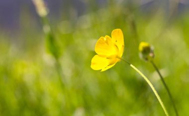 Çayır çimen waterside, Hollandalı bir gölde - sarı bir çiçek üzerinde seçici odak çimen