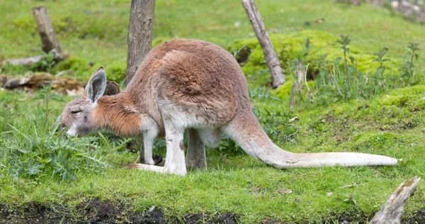 Canguro Afuera Durante Día Disfrutando Hierba Fresca — Foto de Stock