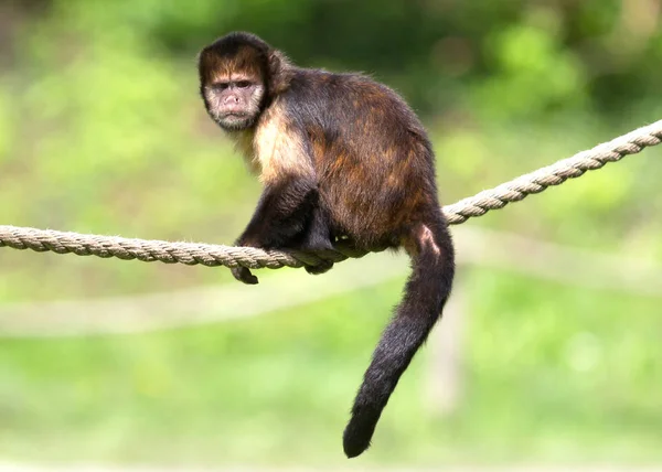 Xanthosternos 金腹卷尾猴的特写 — 图库照片