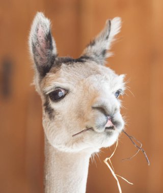Beyaz alpaka (Lama guanicoe Paços Close-up)