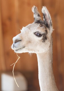 Beyaz alpaka (Lama guanicoe Paços Close-up)