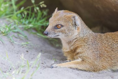 Sarı Gelincik (Cynictis penicillata) yakın çekim-seçici odak
