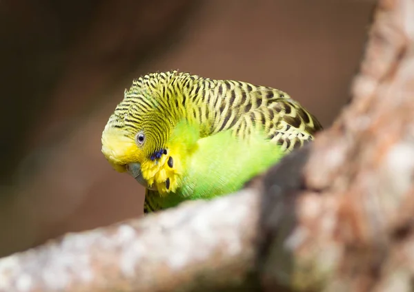 Parakeet Natural Habitat Selective Focus — стоковое фото