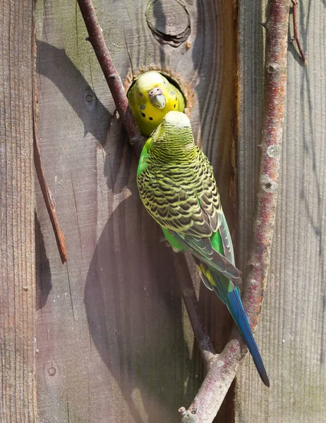 Parakeet Natural Habitat Selective Focus — стоковое фото