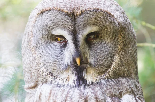 Grande Coruja Cinzenta Coruja Lapónia Strix Nebulosa Retrato Close — Fotografia de Stock