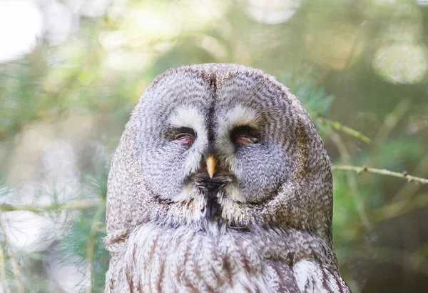 Great Grey Owl Lapland Owl Strix Nebulosa Close Portrait — Stock Photo, Image