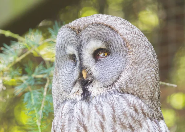 Great Grey Owl Lapland Owl Strix Nebulosa Close Portrait — Stock Photo, Image