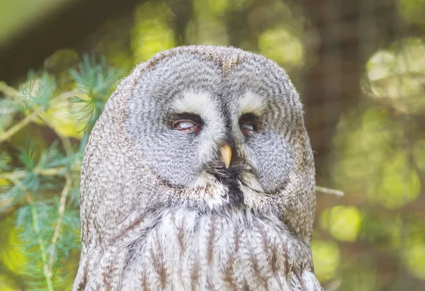 Grote Grijze Uil Strix Nebulosa Close Portret — Stockfoto