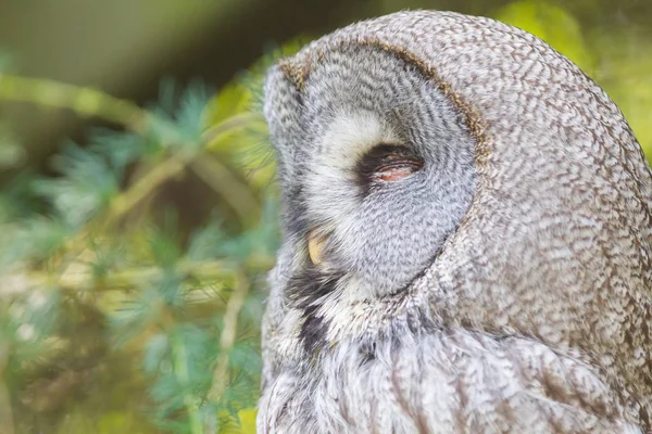 Grande Coruja Cinzenta Coruja Lapónia Strix Nebulosa Retrato Close — Fotografia de Stock