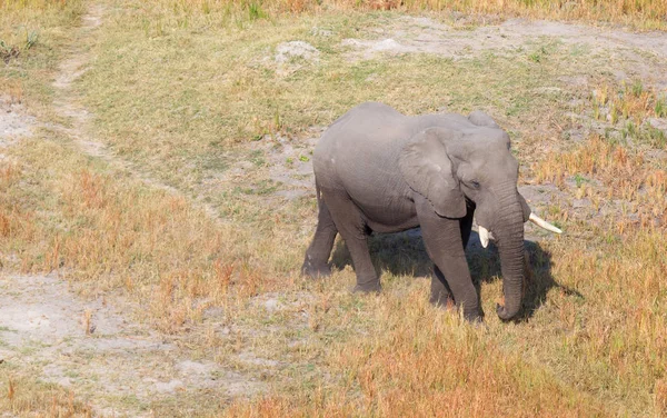 Jeden Slon Chodící Divokou Trať Okavango Delta Botswana Letecký Snímek — Stock fotografie