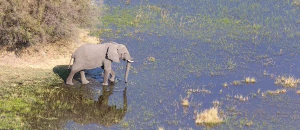 Sloní Křížení Vody Okavango Delta Botswana Letecký Snímek — Stock fotografie