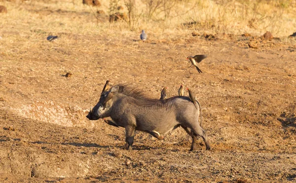 멧돼지 나미비아 Bwabwata 공원에 Oxpeckers — 스톡 사진
