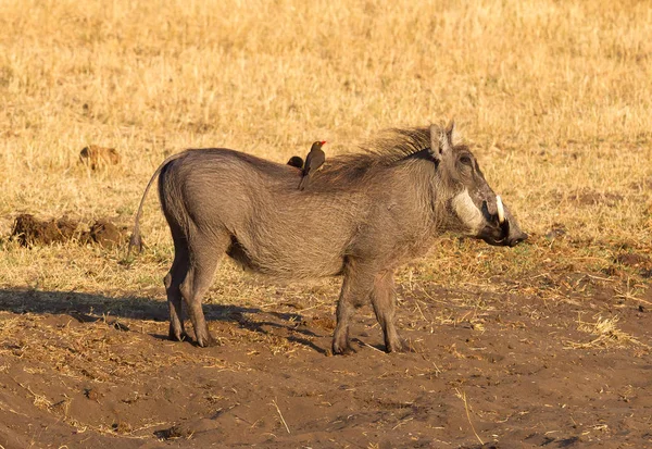 Oxpeckers는 멧돼지 나미비아 Bwabwata 공원에 — 스톡 사진