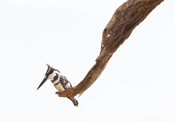 Pied Kingfisher Sitting Tree Overlooking Hunting Area Namibia — Stock Photo, Image