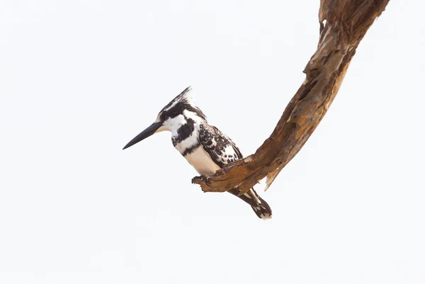 Pied Kingfisher Sentado Uma Árvore Com Vista Para Sua Área — Fotografia de Stock