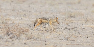 Siyah çakal (Canis mesomelas) Kalahari, Botswana yürüyüş destekli