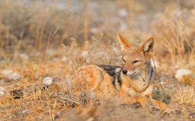 Siyah çakal (Canis mesomelas) sabah güneşin Kalahari, Botsvana destekli