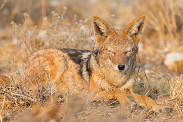 Chacal Apoiado Preto Canis Mesomelas Sol Manhã Kalahari Botswana — Fotografia de Stock