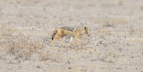 Fekete Hátú Sakál Canis Mesomelas Séta Kalahári Sivatagban Botswana — Stock Fotó