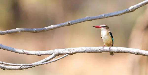Brown Nagłówek Kingfisher Siedzi Drzewie Namibii — Zdjęcie stockowe