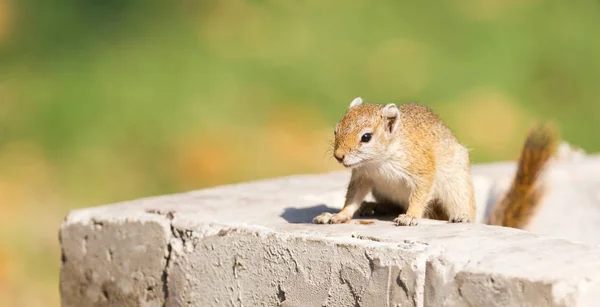 Tree Squirrel Paraxerus Cepapi Stone Wall Namibia — Stock Photo, Image