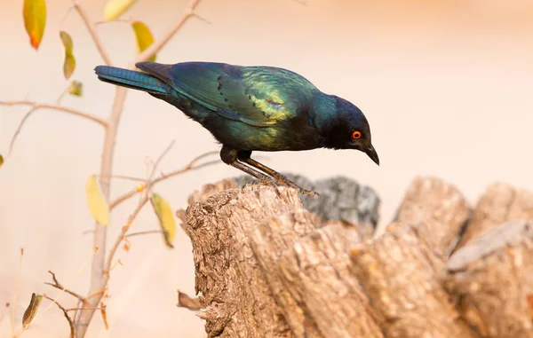Gros Plan Sur Cape Glossy Starling Lamprotornis Nitens Botswana — Photo