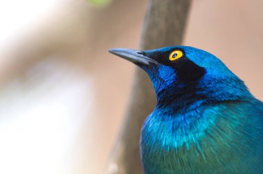 Bir Cape Glossy Starling 'in (Lamprotornis nitens) yakın çekimi, Botswana