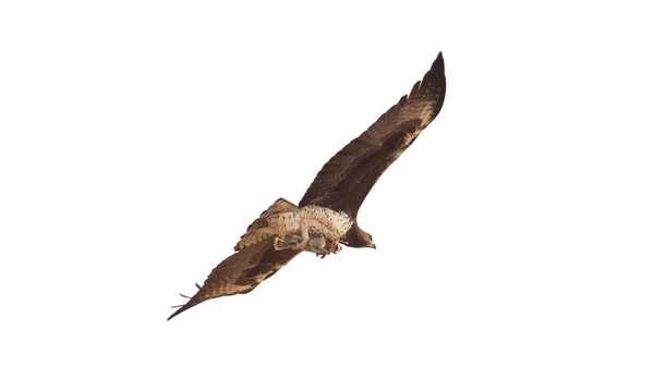 Águia Estepe Voando Com Sua Refeição Favorita Esquilo Moído Kalahari — Fotografia de Stock