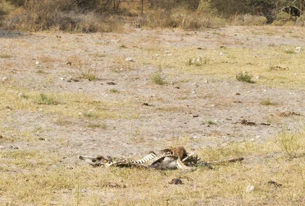 Cadáver Burro Botswana Concepto Hambruna —  Fotos de Stock