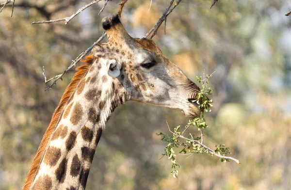 Sjiraffe Giraffa Camelopardalis Som Spiser Ferske Blader Fra Tre – stockfoto