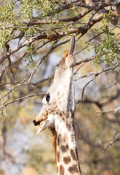 Jirafa Giraffa Camelopardalis Comiendo Hojas Frescas Árbol —  Fotos de Stock