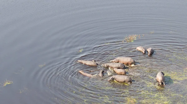 Αεροφωτογραφία Της Ιπποπόταμος Amphibius Hippopotamus Μέσα Στο Νερό Οκαβάνγκο Μποτσουάνα — Φωτογραφία Αρχείου