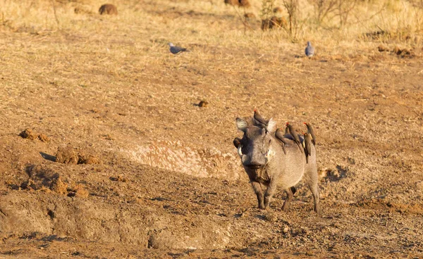 Hét Oxpeckers Warthog Namíbia Bwabwata Nemzeti Park — Stock Fotó
