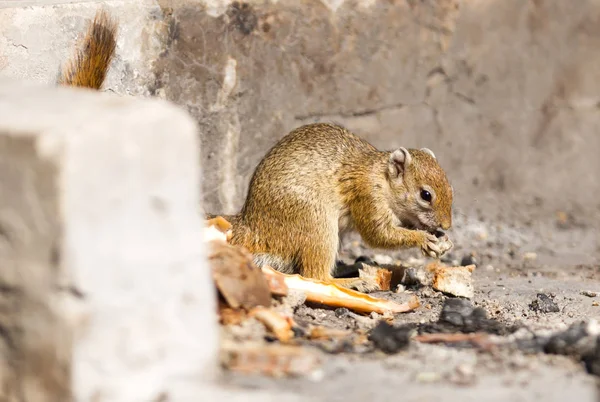 Esquilo Árvore Paraxerus Cepapi Comendo Restos Pão Namíbia — Fotografia de Stock