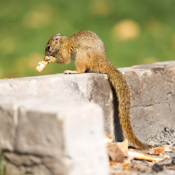 Esquilo Árvore Paraxerus Cepapi Comendo Restos Pão Namíbia — Fotografia de Stock