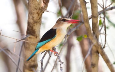 Brown-üst Kingfisher, Namibya bir ağaçta oturuyor