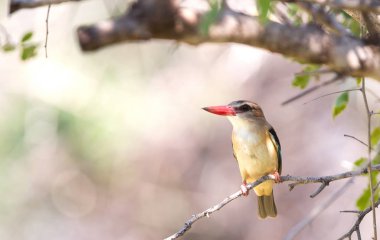 Brown-üst Kingfisher, Namibya bir ağaçta oturuyor