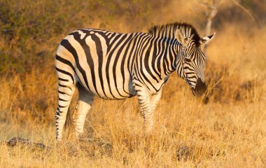 Akşam güneşi - Botsvana çimenli doğada ovaları zebra (Equus quagga)