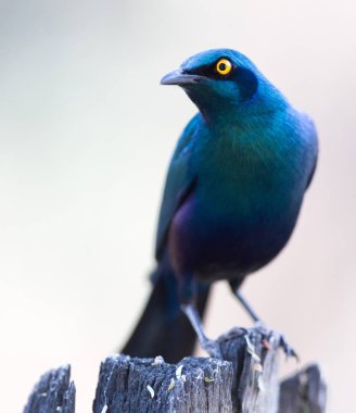 Bir Cape Glossy Starling 'in (Lamprotornis nitens) yakın çekimi, Botswana