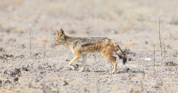 Siyah Çakal Canis Mesomelas Kalahari Botswana Yürüyüş Destekli — Stok fotoğraf