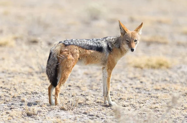 Chacal Respaldado Negro Canis Mesomelas Caminando Kalahari Botswana —  Fotos de Stock