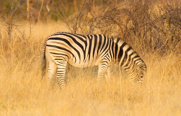 Llanuras Cebra Equus Quagga Naturaleza Herbácea Sol Tarde Botswana —  Fotos de Stock