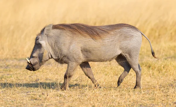 Warthog Phacochoerus Africanus Wandelen Avondzon — Stockfoto