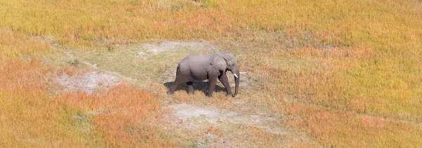 Jeden Slon Putování Okavango Delta Botswana Letecký Snímek — Stock fotografie