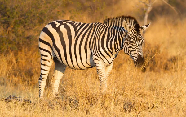 Zebra Stepní Equus Quagga Travnaté Přírodě Večerní Slunce Botswana — Stock fotografie