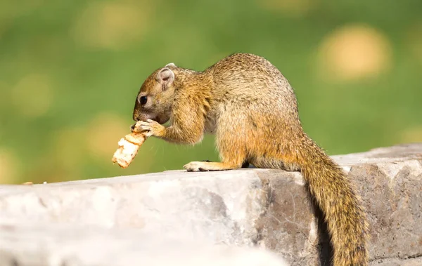 木リス Paraxerus Cepapi ナミビアの残ったパンを食べる — ストック写真